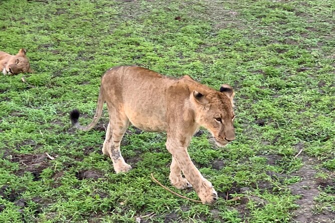 Flight Package Zanzibar to Nyerere National Park (Selous GR) 3 Days 2 Nights - Practical Information