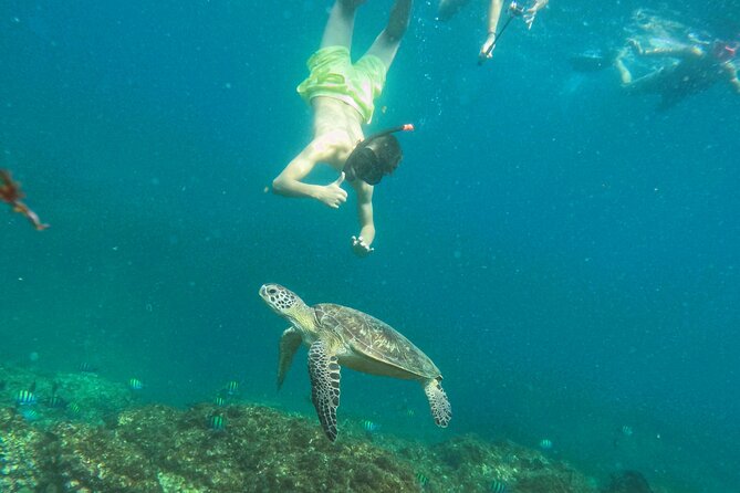 From Abu Dhabi: Snorkeling With Turtles in Fujairah With BBQ - Meeting Point and Time