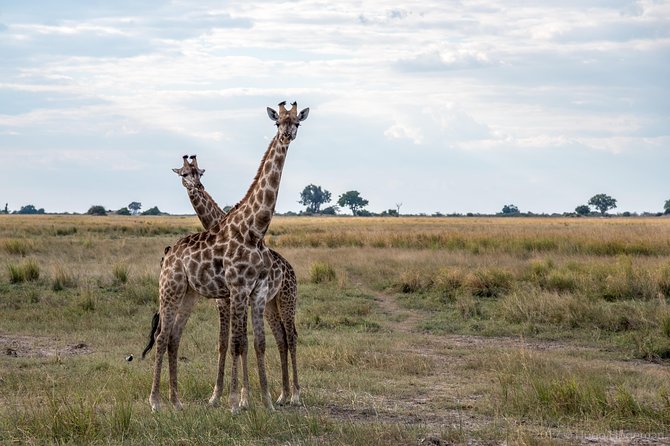 From Livingstone, Victoria Falls or Kasane - Chobe Day Tour - Tour Overview