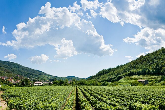 From Milan Full Day in Franciacorta 2 Wineries and Lunch - Tour Details