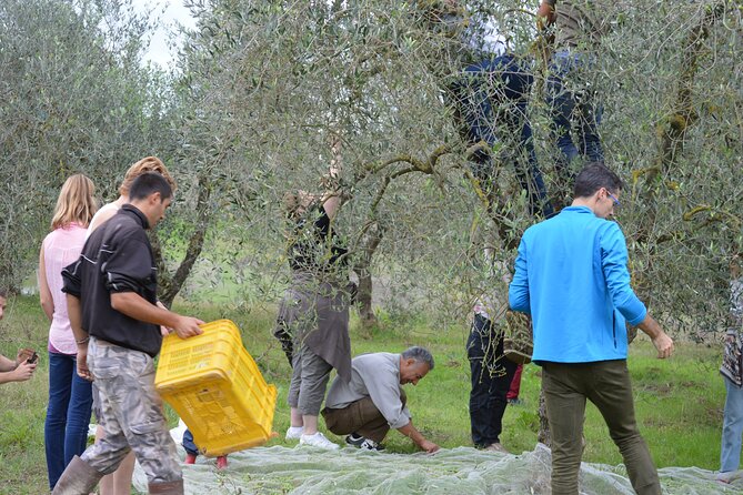 From Olives to Oil: Tasting With Lunch or Dinner - Booking Options