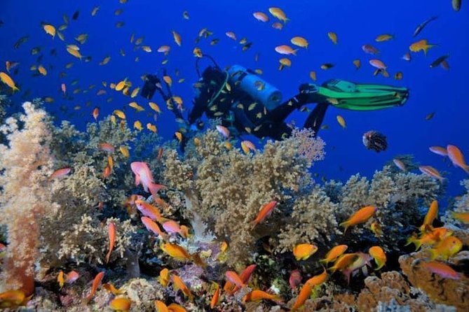 From Sharm-El-Sheikh: Ras Mohamed National Park Trip Snorkelling Trip - Additional Information