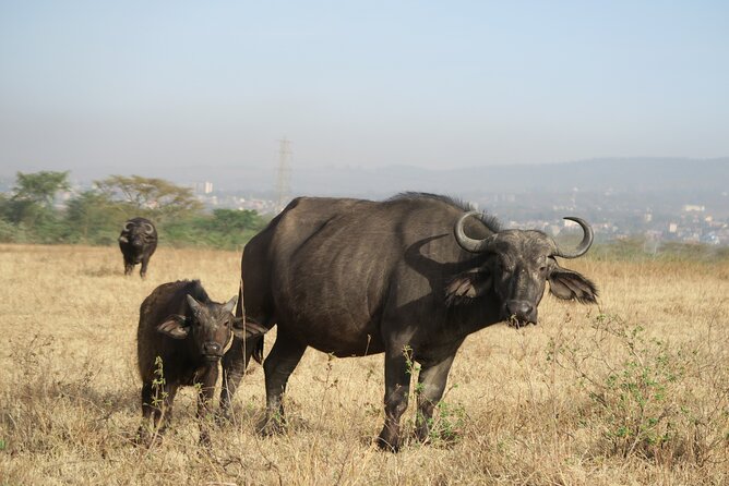 Full Day Adventure to Lake Nakuru National Park From Nairobi - Start Time and Confirmation