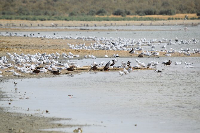 Full-Day Bird Watching Private Experience at Fayoum - Experience Details