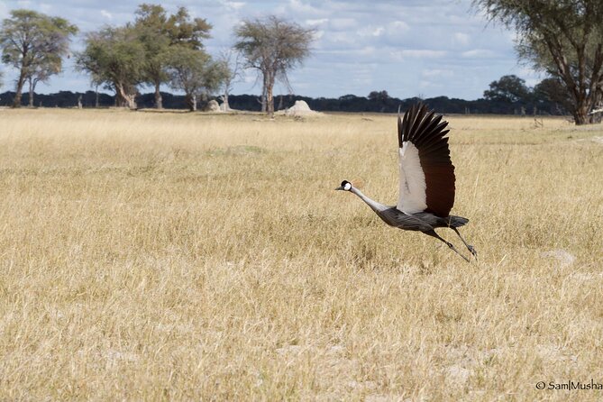 Full Day Birding Zambezi National Park Includes Picnic Lunch - Birdwatching Highlights in the Park