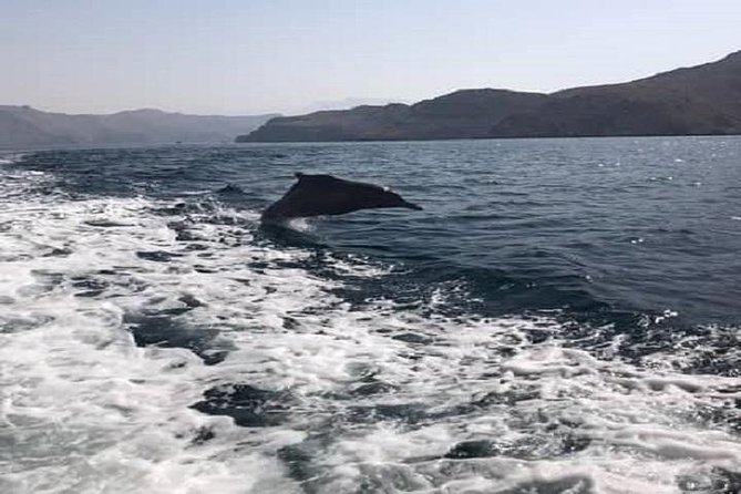 Full Day Dhow Cruise :Khasab Tours (Weddings & Honeymoons)