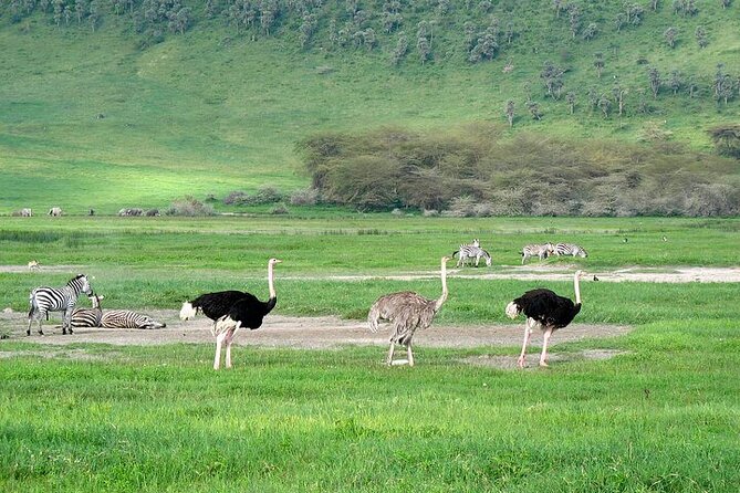 Full Day Guided Day Trip to Ngorongoro