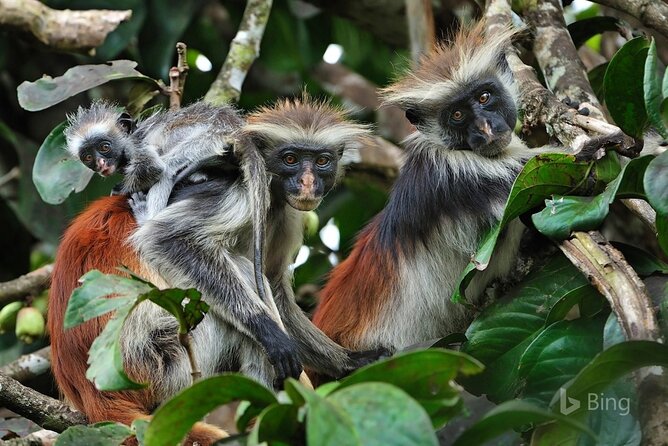 Full-Day Guided Private Dolphins Tour+ Monkeys + Stone Town &Spice Farm Zanzibar - Meeting and Pickup Information