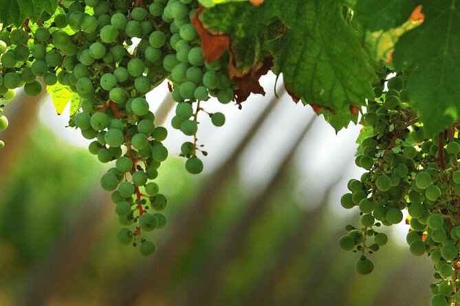 Full Day Guided Private Tour of the Cellars in Franciacorta - Schedule