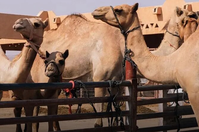 Full-Day Guided Tour in Al Ain City With Pickup - Tour Overview