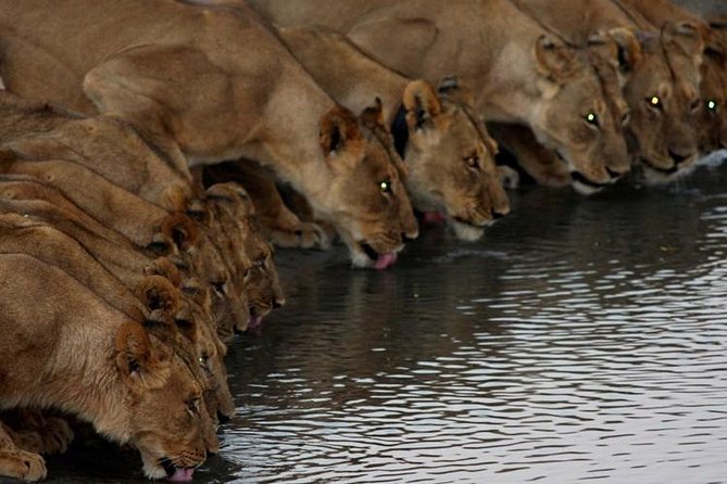 Full Day Hwange Day Trip - Wildlife Encounters