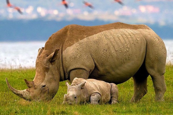 Full-Day Lake Nakuru National Park Guided Tour From Nairobi - Itinerary Overview