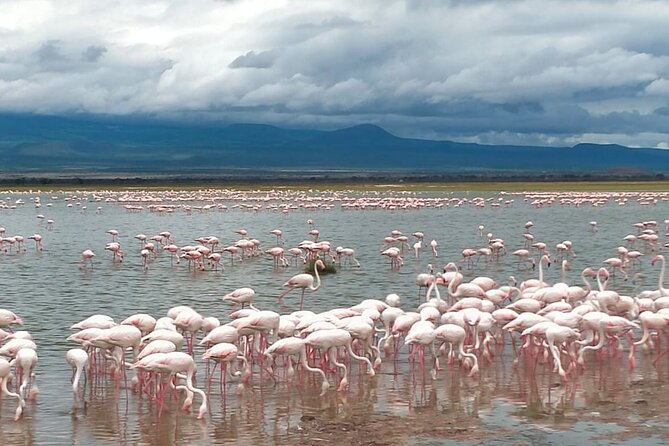 Full-Day Lake Nakuru National Park Private Guided Tour With Lunch - Itinerary Overview