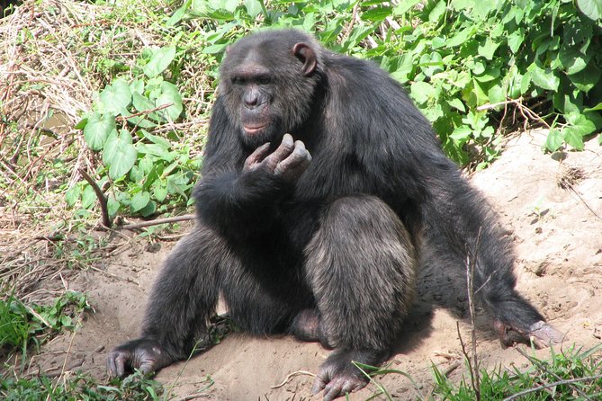 Full-Day Ol Pejeta Conservancy and Chimpanzee Sanctuary Tour From Nairobi - Tour Overview