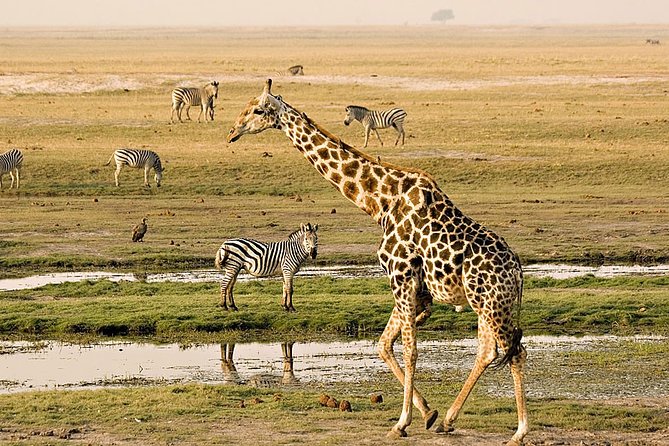 Full-Day Safari in Botswana From Zambia - Booking Information