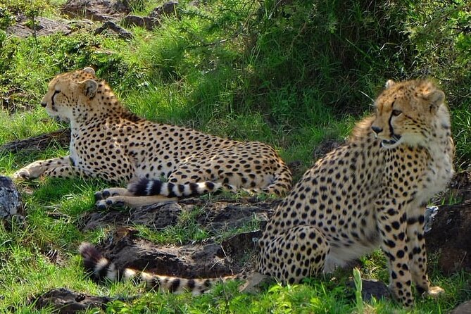 Full Day Safari to Selous Game Reserve From Zanzibar - Safari Itinerary