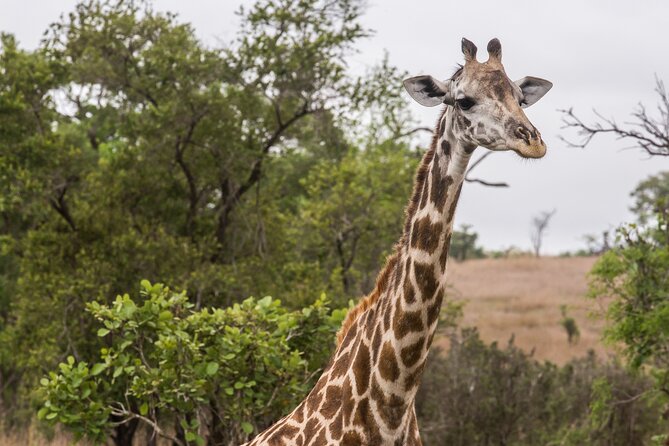 Full-Day Safari Tour From Mikumi National Park of Zanzibar - Tour Inclusions
