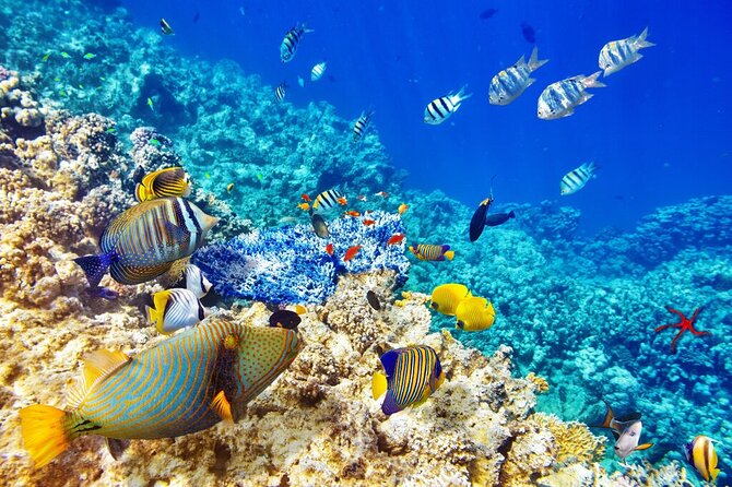 Full Day Sataya Reef Adventure in Marsa Alam - Inclusions and Exclusions