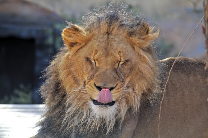 Full-Day Serengeti Tour From Mwanza - Itinerary Details