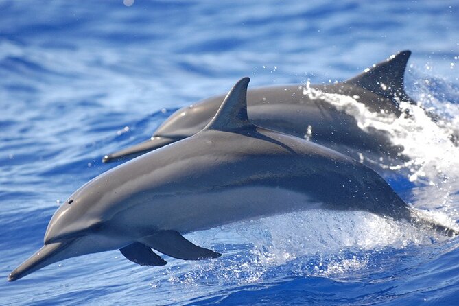 Full Day Shared Speedboat Tour - South West Lagoon Dolphin Swim - Tour Location