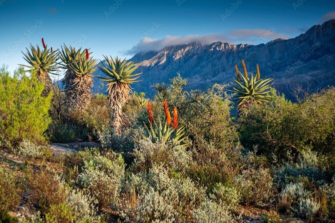 Full Day Swartberg Pass, Prince Albert, De Rust Tour Incl LUNCH - Itinerary Highlights