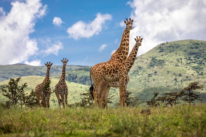 Full Day To Arusha National Park