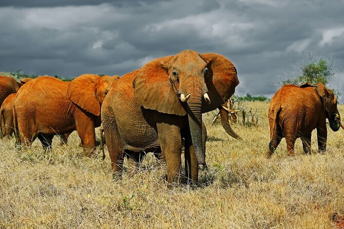 Full-Day to the Tsavo East National Park From Mombasa