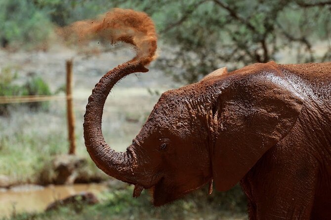 Full Day Tour of Karen Blixen Giraffe Center With Optional Museum - Tour Highlights and Location