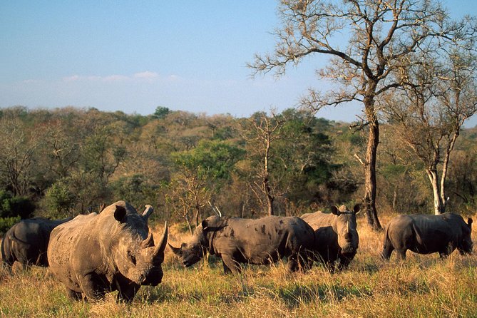 Game Drive And Rhino Walk - Reviews