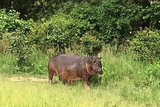 Game Drive in the Mosi-Oa-Tunya National Park From Livingstone - Wildlife Encounters