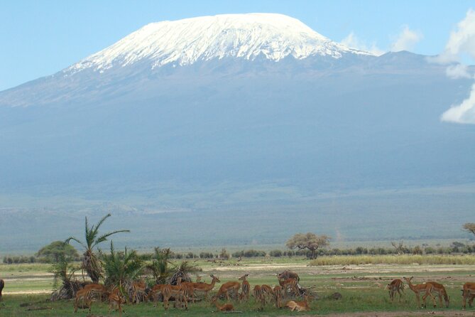 GO Amboseli 1 Day Safari - Safari Overview