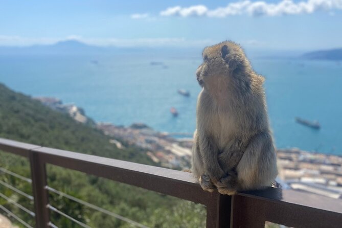 Go Tours Private Rock Experience Tour in Gibraltar - Additional Information