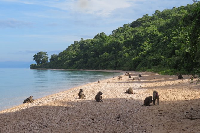 Gombe National Park Chimpanzee Trekking - Frequently Asked Questions