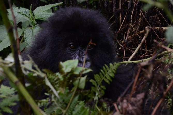 Gorilla Trekking