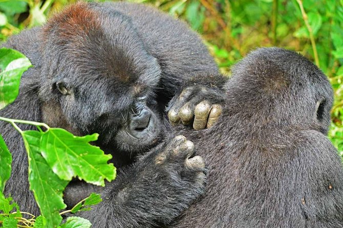 Gorillas, Game and Masai Mara Safari - 14 Days - Game Drive Adventures