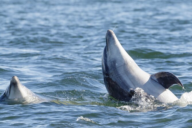 Guided Dolphin Watching in the Arrábida Natural Park - Meeting Point