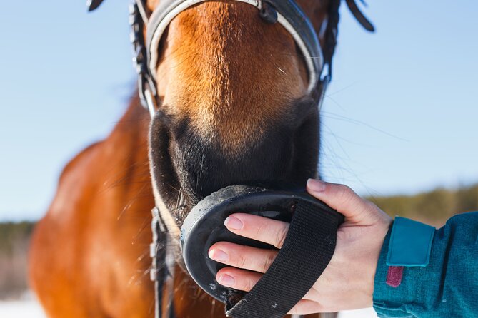 Guided Experience to Learn About Horses and Horse Care - Start Time and End Point