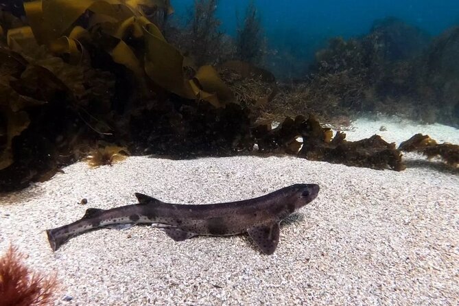 Guided Snorkel Activity at Coral Beach Carraroe, Galway - Pricing and Booking Details