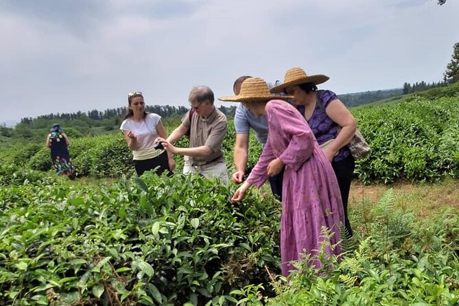 Guria Tour - Tea Road - Meeting Point Information