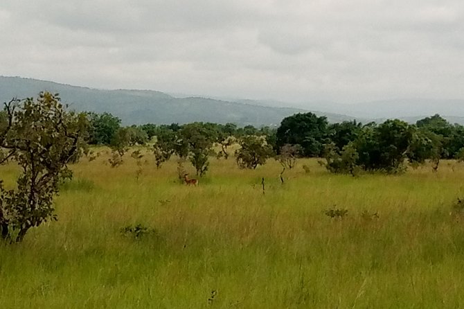 Half-day Accra Safari Tour - Transportation Details