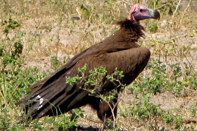 Half-Day Birding Tour of Livingstone - Customized Guided Experience