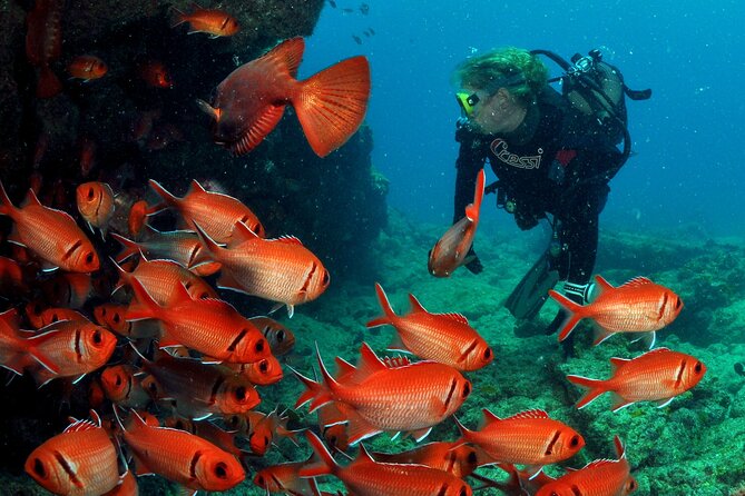 Half-Day Diving in Sal - Meeting and Pickup