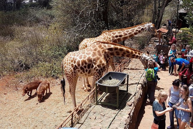 Half Day Giraffe Center Nairobi - Meeting Point and Time