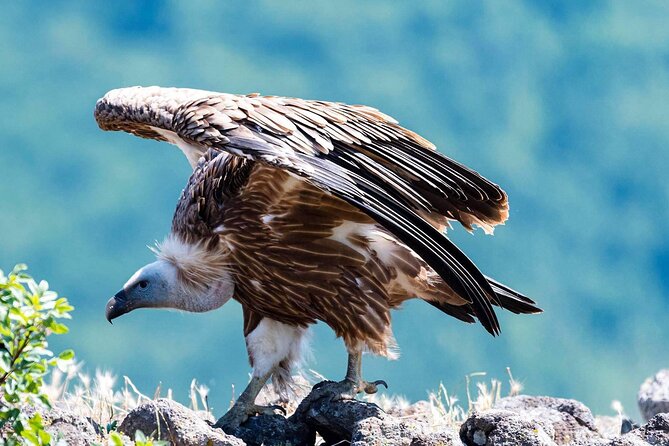 Half-Day Group Guided Birdwatching Tour With Ravadinovo Castle - Pickup Information
