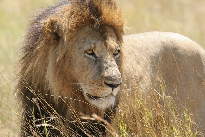 Half Day Guided Tour in Nairobi National Park - Tour Details