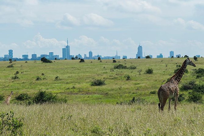 Half Day Nairobi National Park - Tour Details