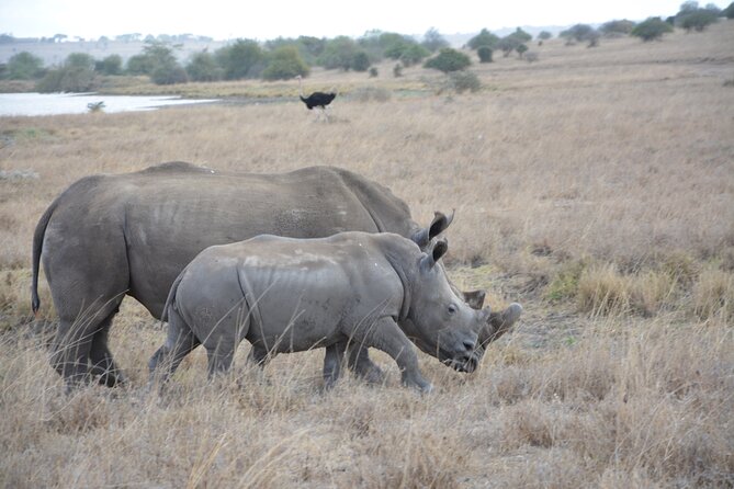 Half-Day Nairobi National Park and Maasai Market With Pick up - Pickup Locations