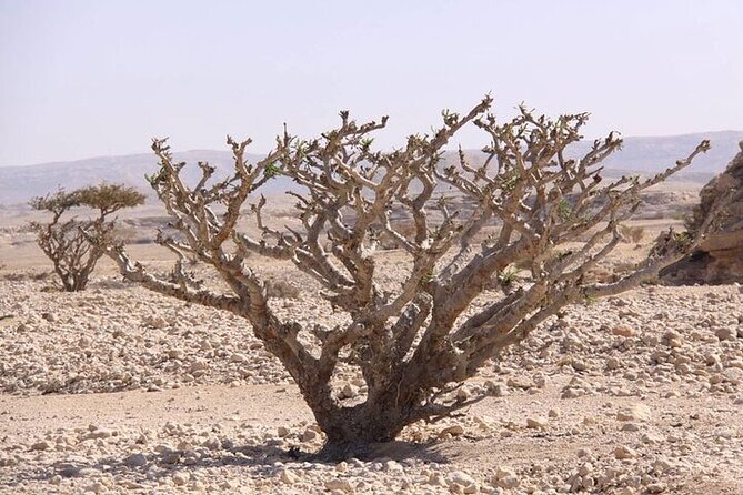 Half-Day Private Tour of Salalah West - Accessibility Details
