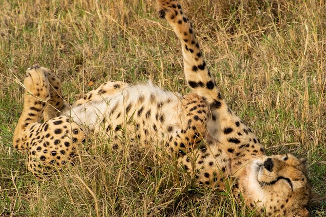 Half Day Safari at Nairobi National Park: Get Ready for the Wild - Meeting Point and Pickup Information