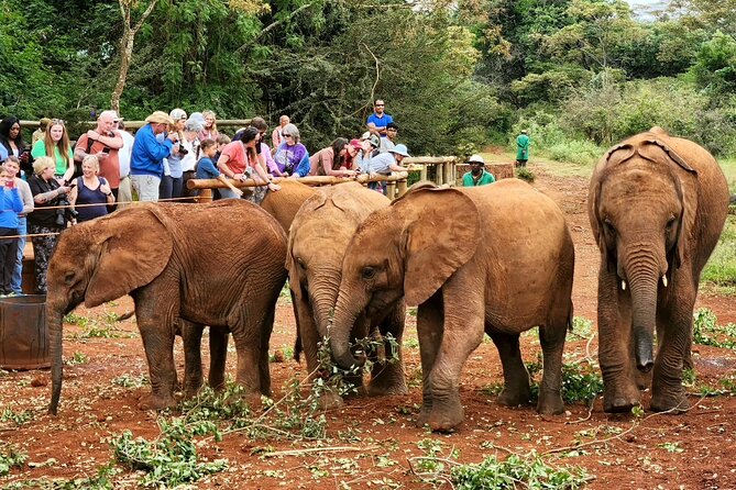 Half Day Tour to Elephant Orphanage & Giraffe Centre Nairobi - Tour Inclusions
